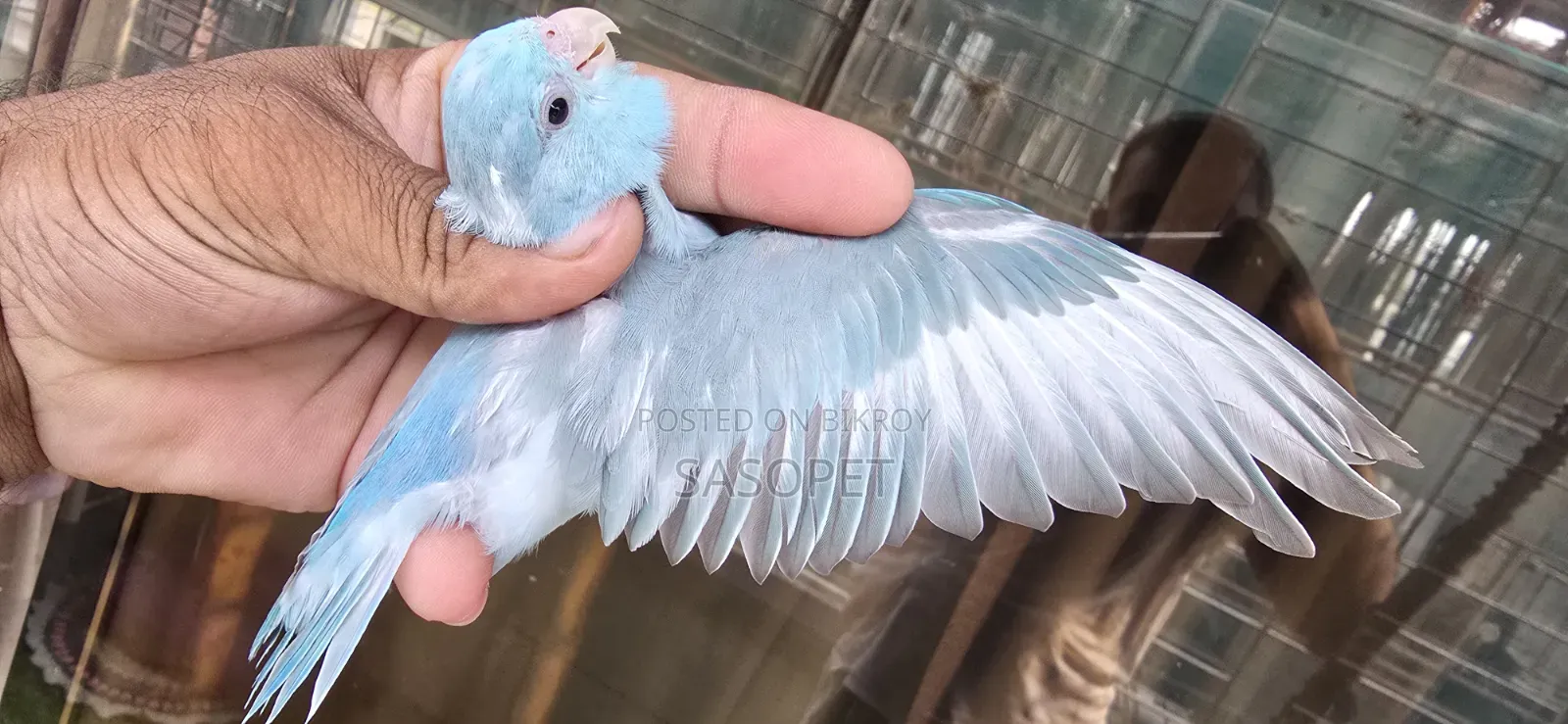 Blue Pied Split Fallow Female Self Feed