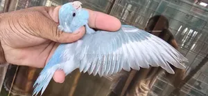 Blue Pied Split Fallow Female Self Feed