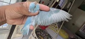 Blue Pied Split Fallow Female Self Feed