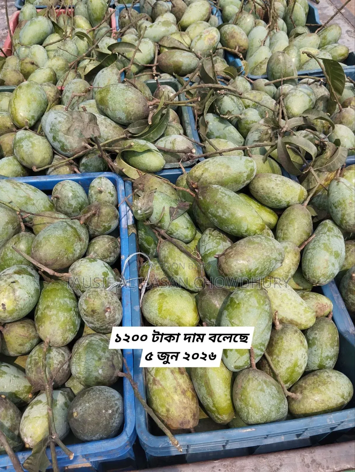 Sapahar Wholesale Mango Market