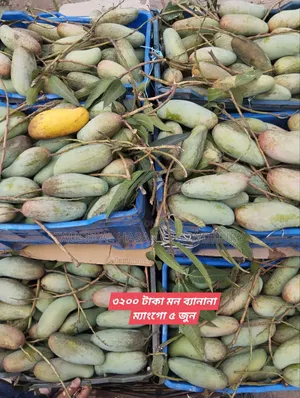 Sapahar Wholesale Mango Market