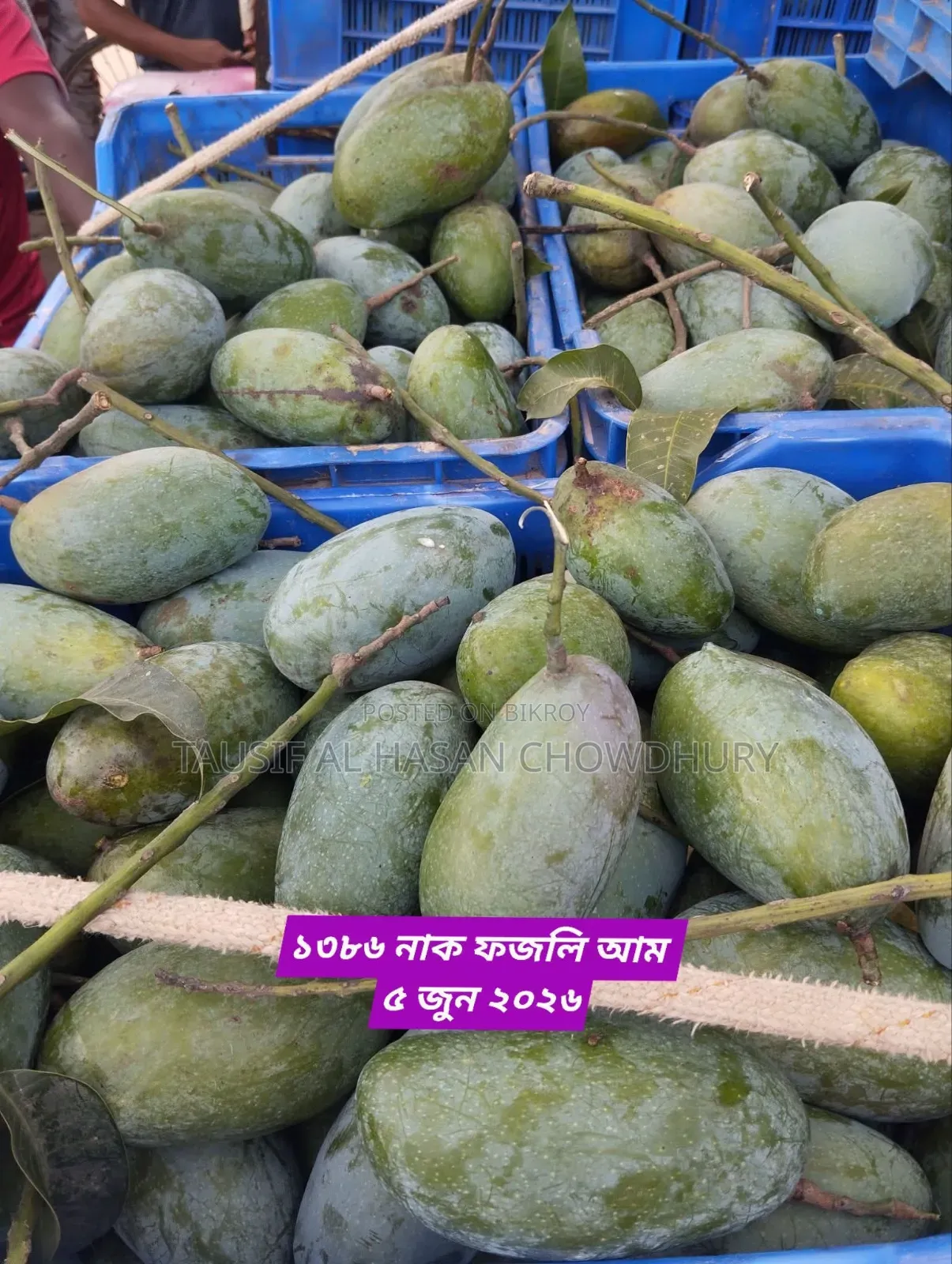 Sapahar Wholesale Mango Market