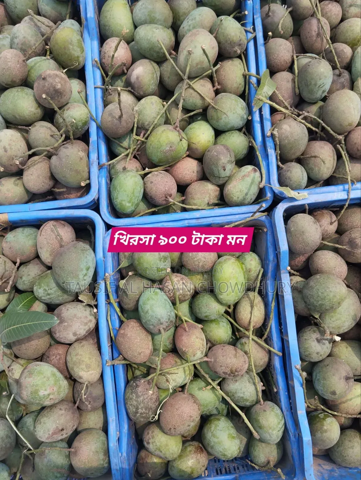 Sapahar Wholesale Mango Market