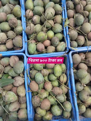 Sapahar Wholesale Mango Market
