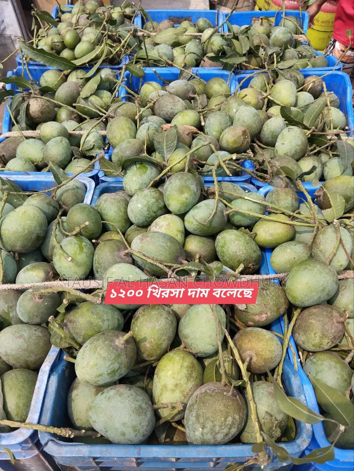 Sapahar Wholesale Mango Market