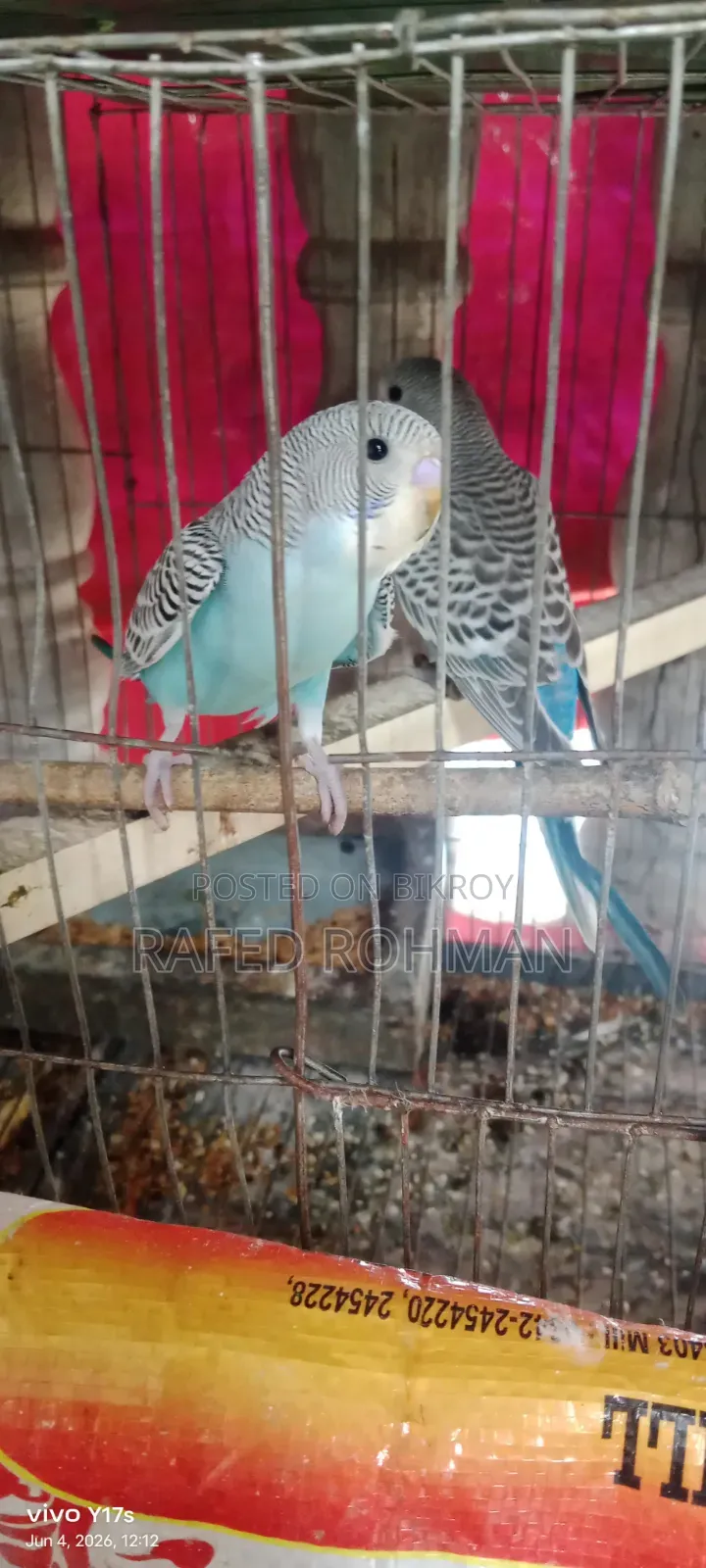 Budgerigar birds