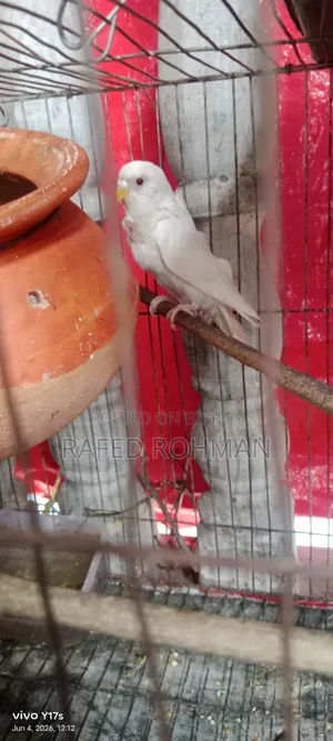 Budgerigar birds