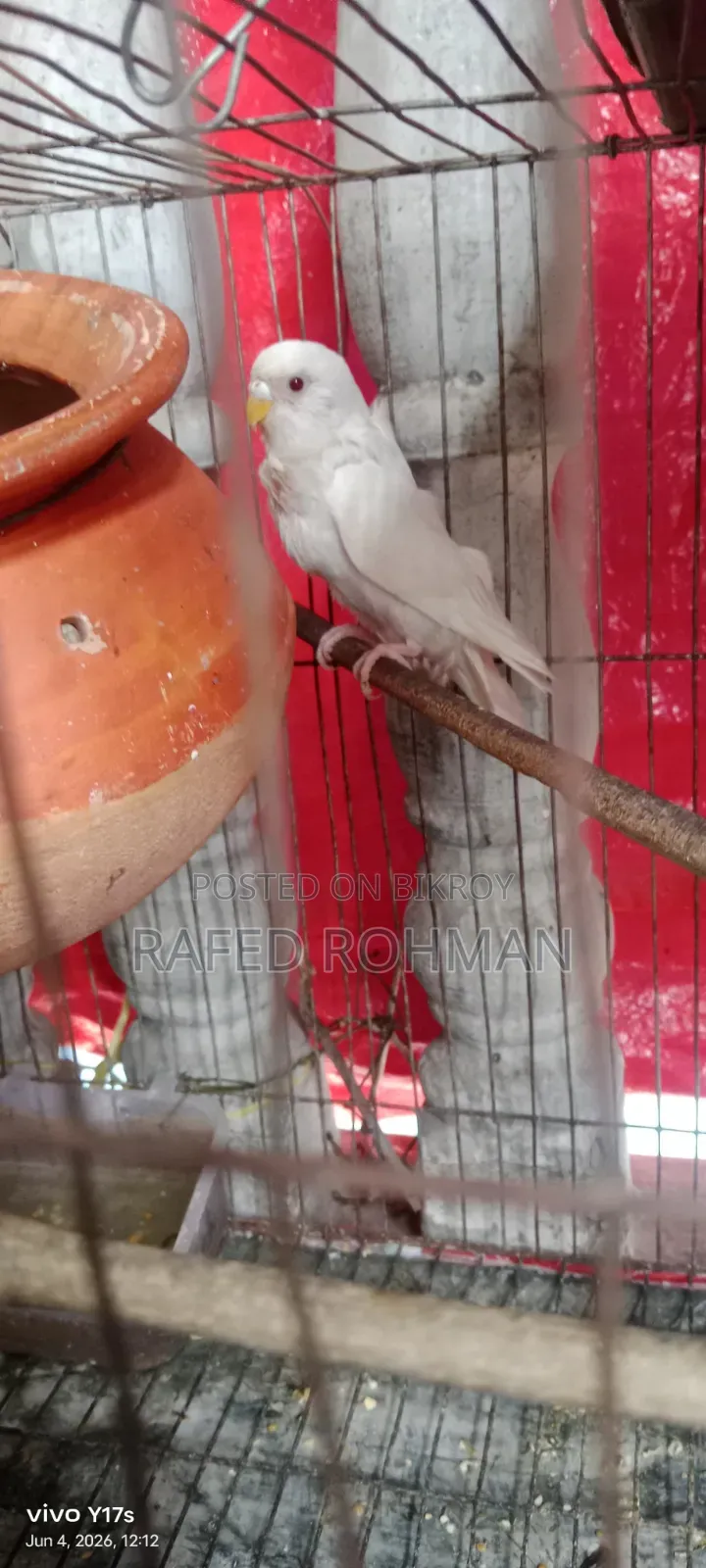 Budgerigar birds