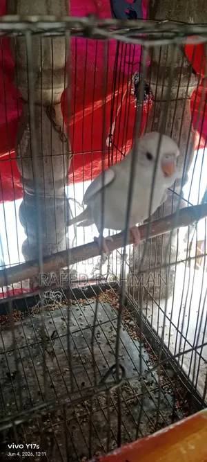 Budgerigar birds