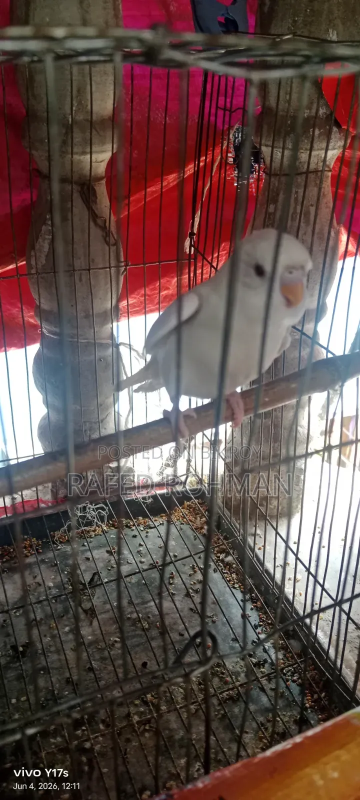 Budgerigar birds
