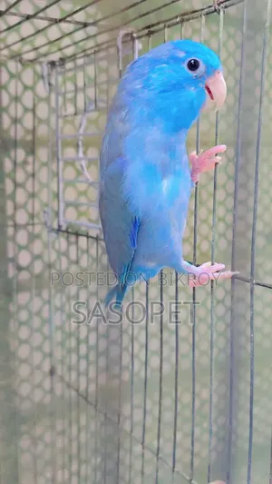 Cobalt Male / Fallow