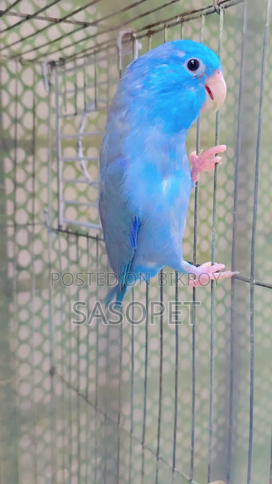 Cobalt Male / Fallow