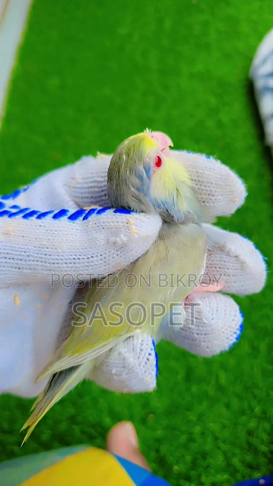 D Tq Fallow Female