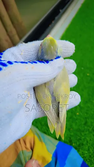 D Tq Fallow Female