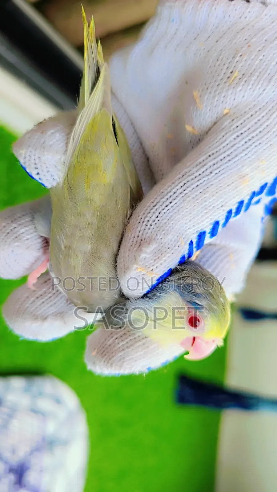D Tq Fallow Female