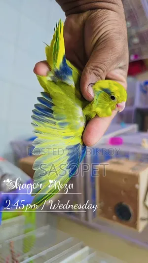Green Pied / Ino Male