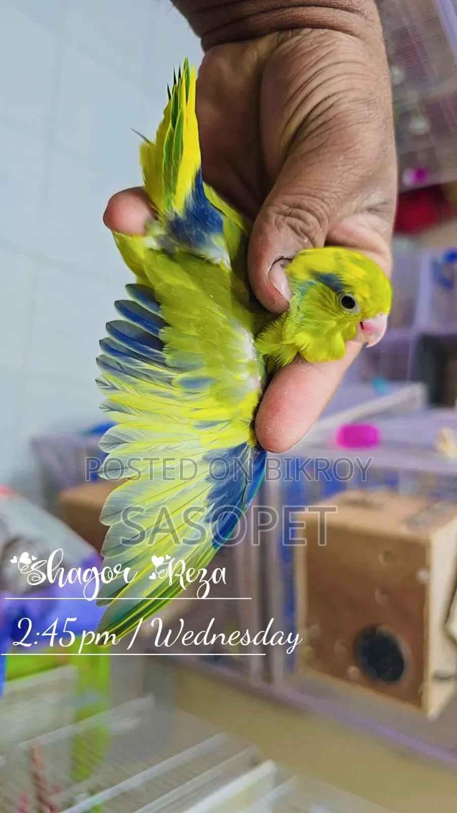 Green Pied / Ino Male