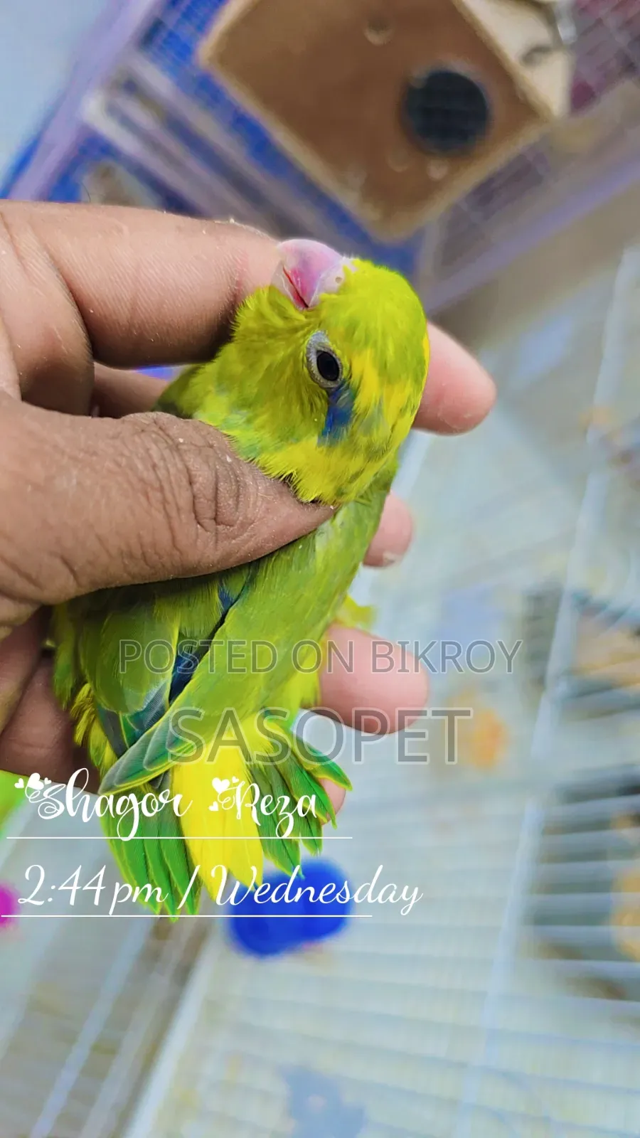 Green Pied / Ino Male
