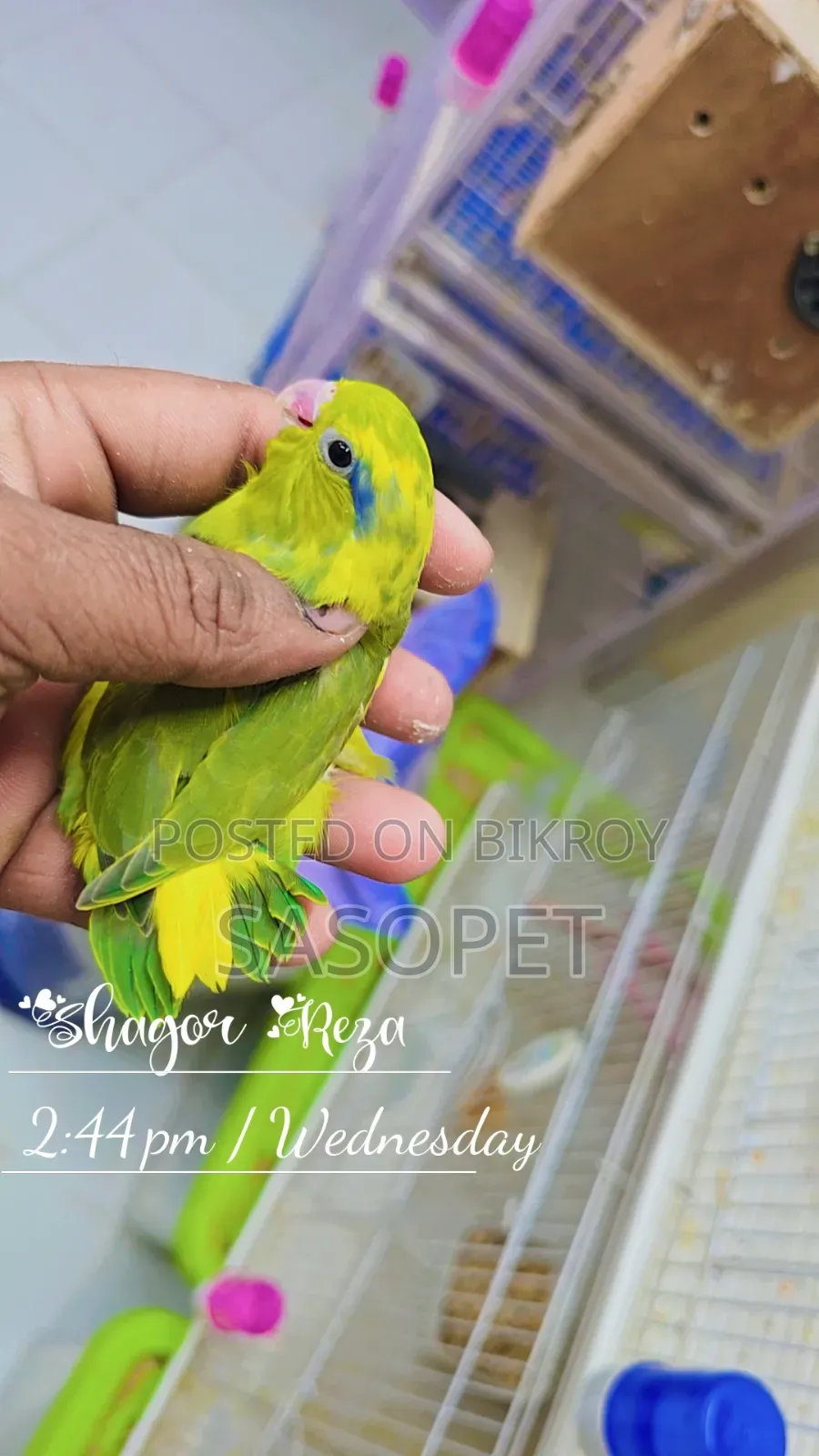 Green Pied / Ino Male