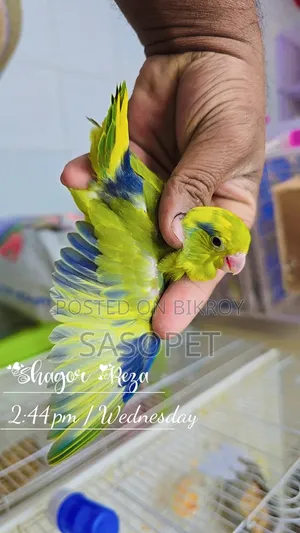 Green Pied / Ino Male