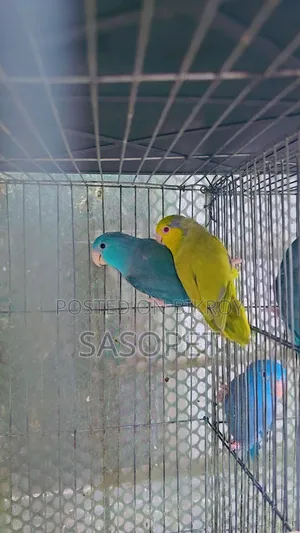 Green Fallow Pair