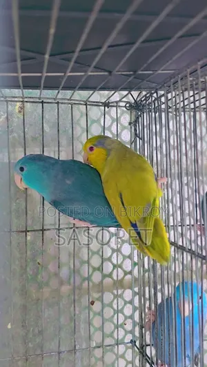 Green Fallow Pair