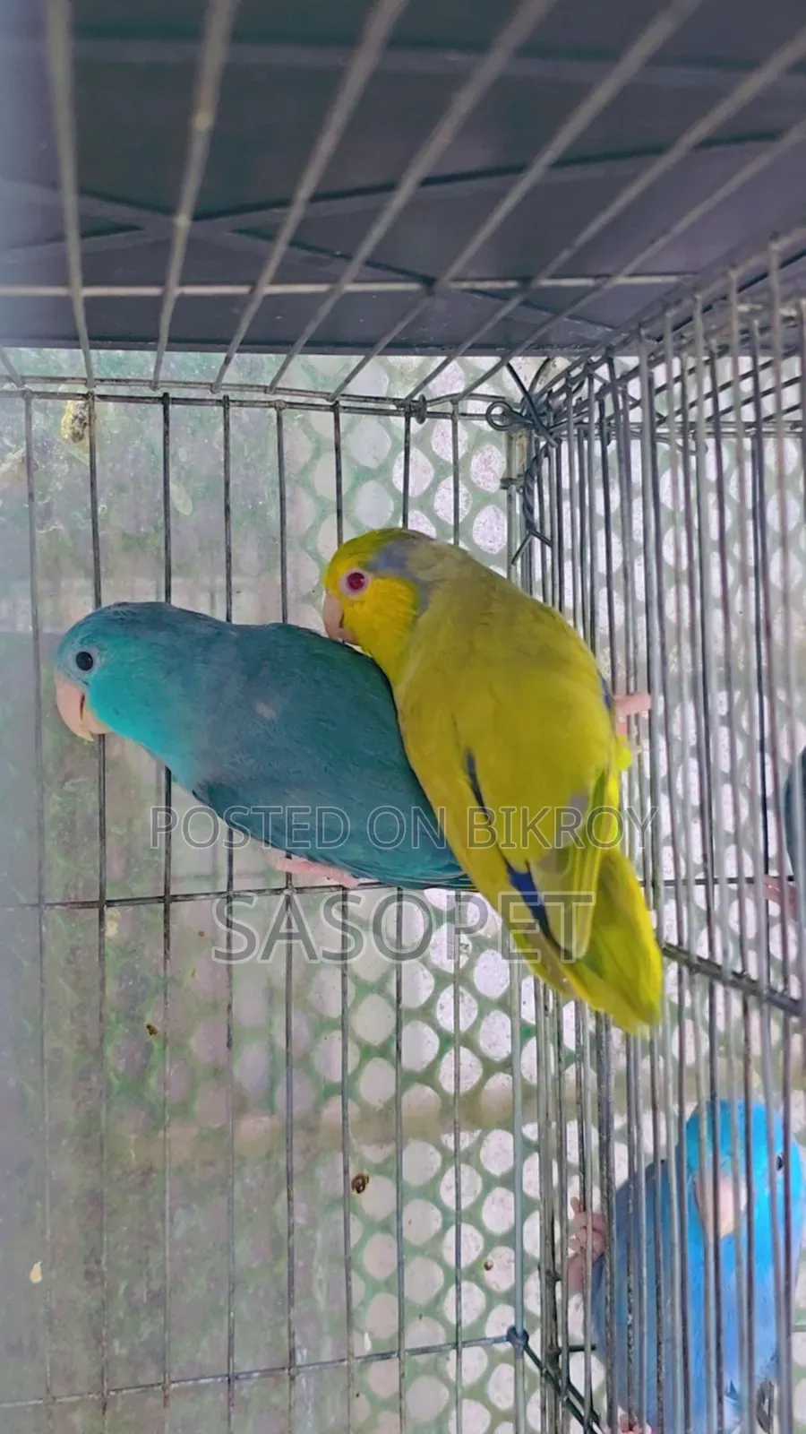 Green Fallow Pair