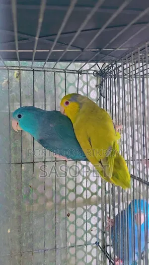 Green Fallow Pair