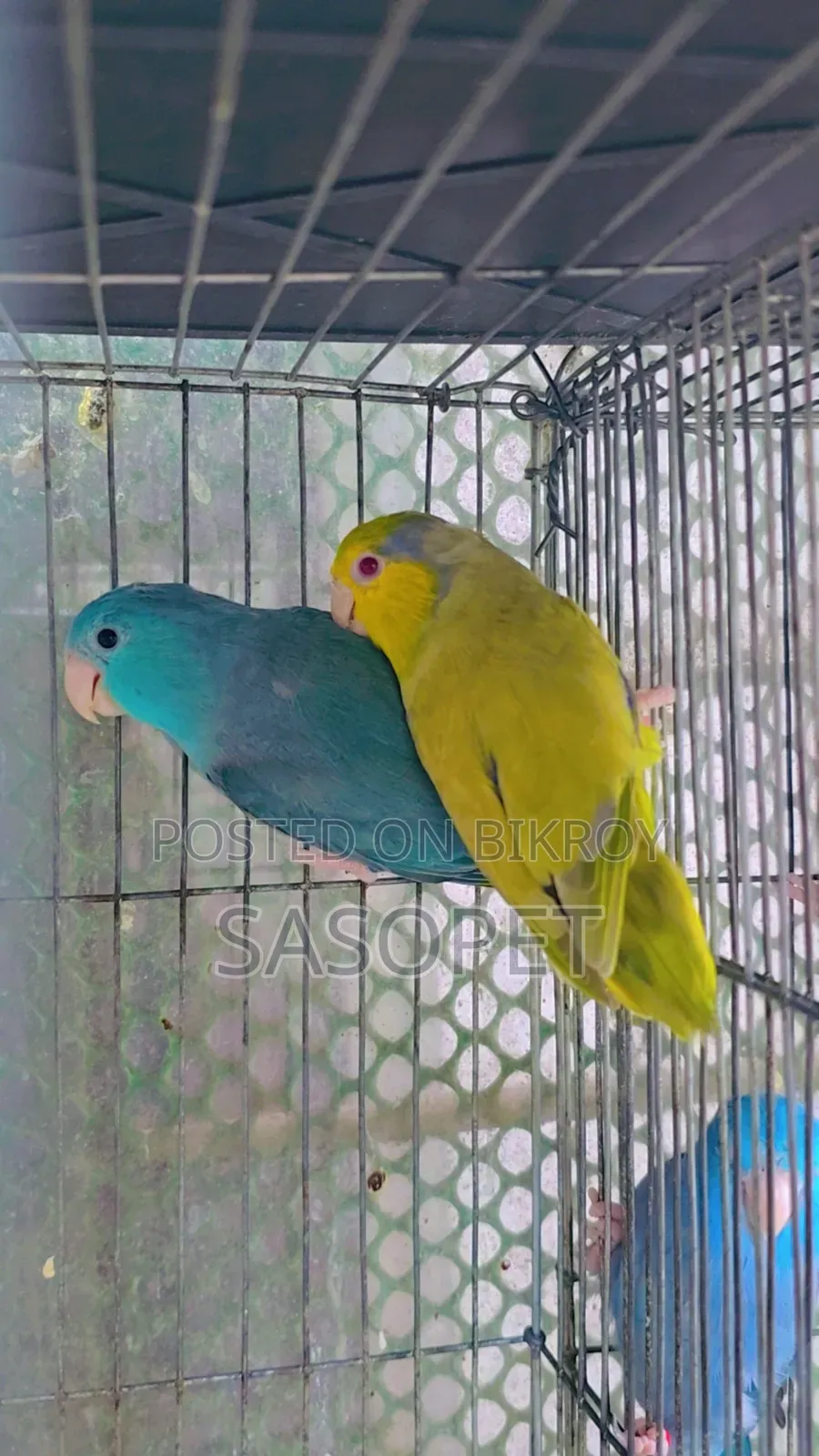 Green Fallow Pair
