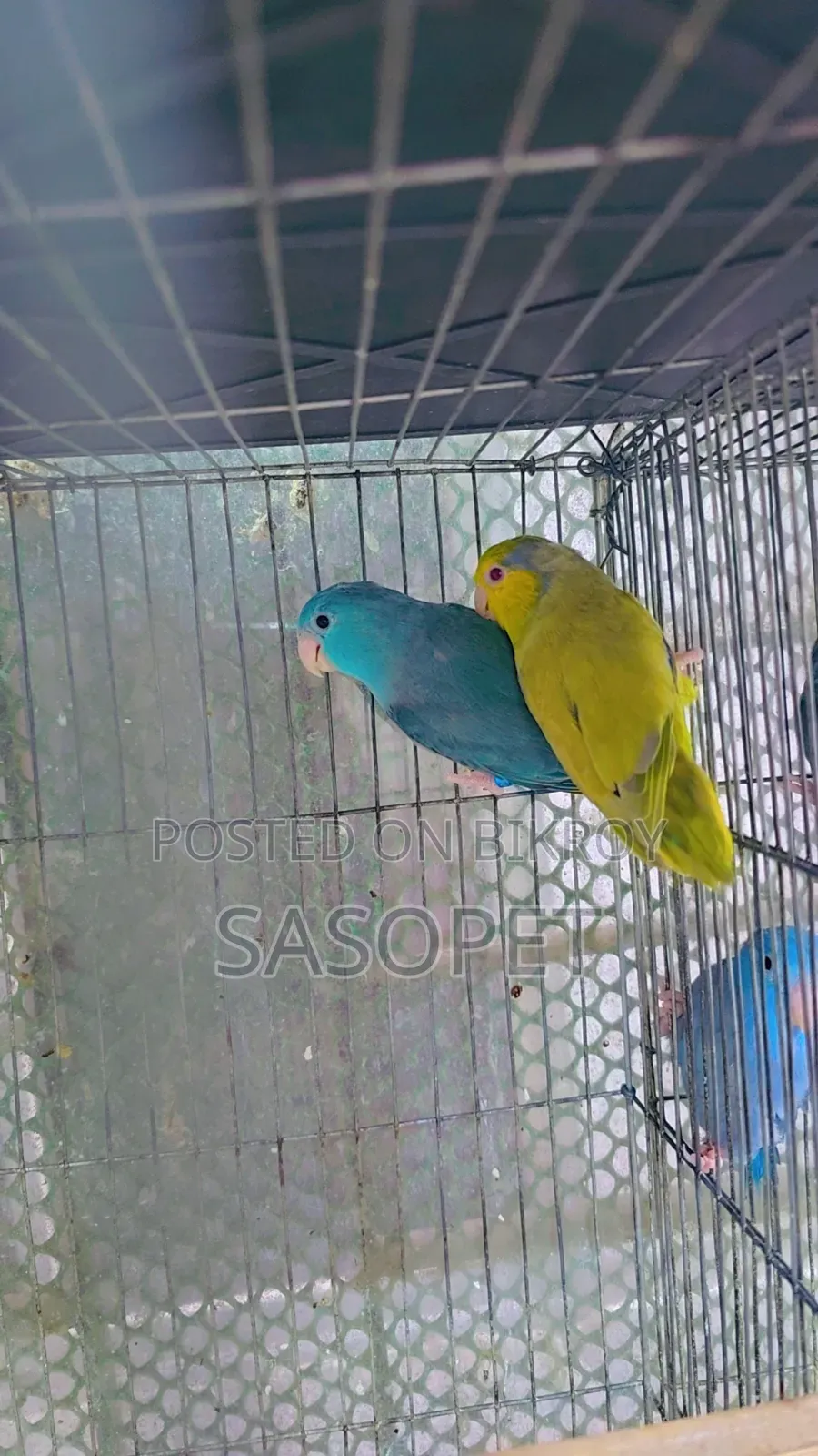 Green Fallow Pair