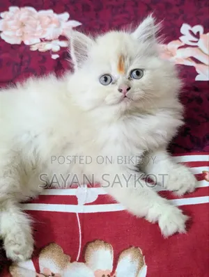 1-3 months Female Purebred Persian