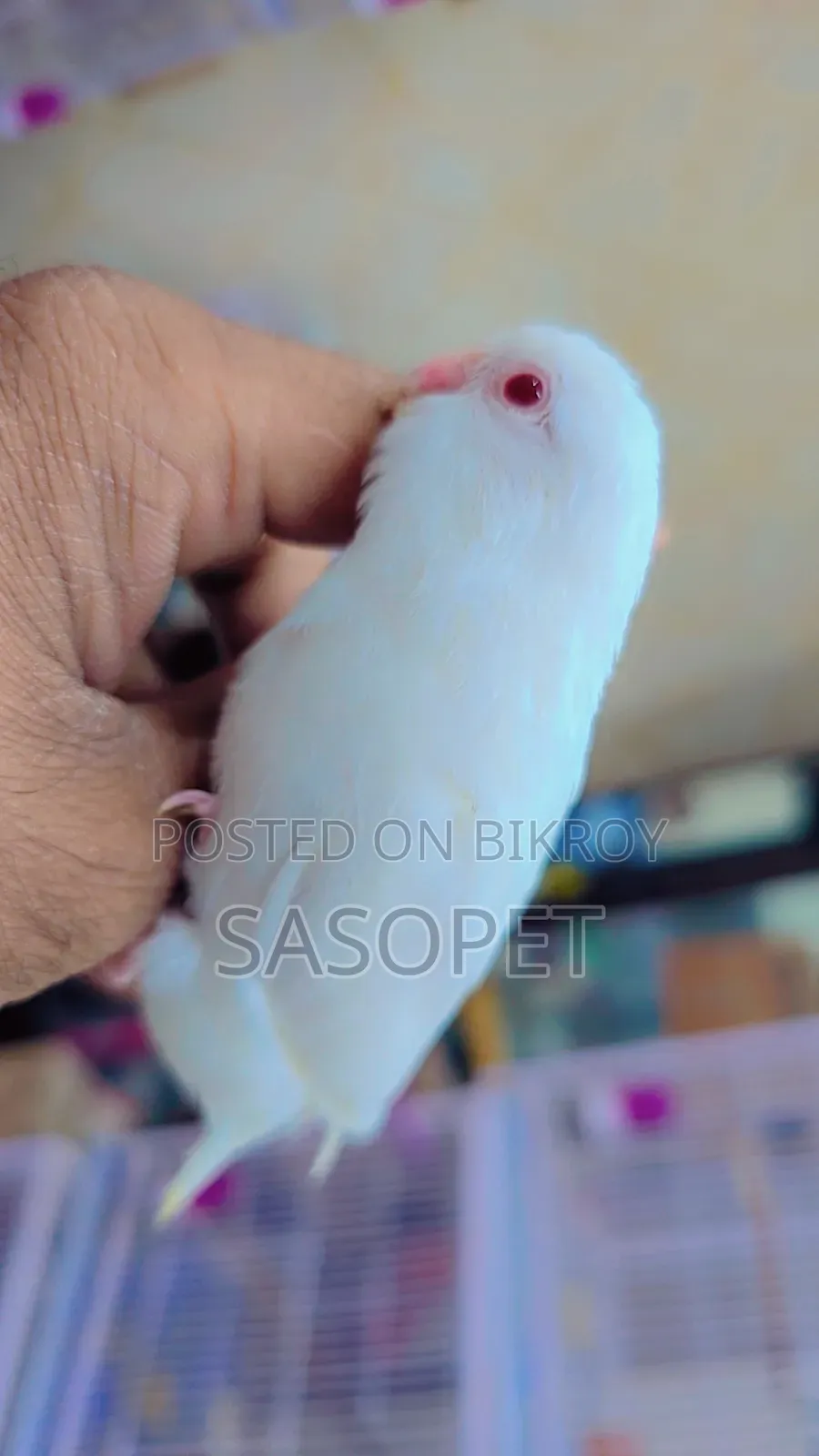 Albino Male