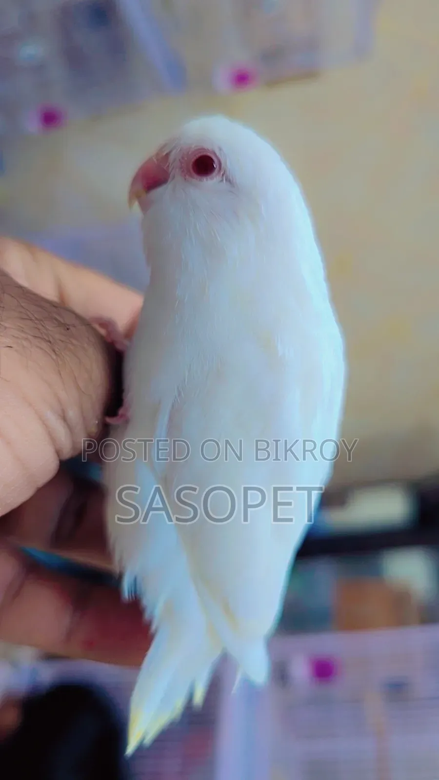 Albino Male