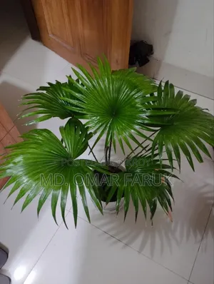 Indoor Plants