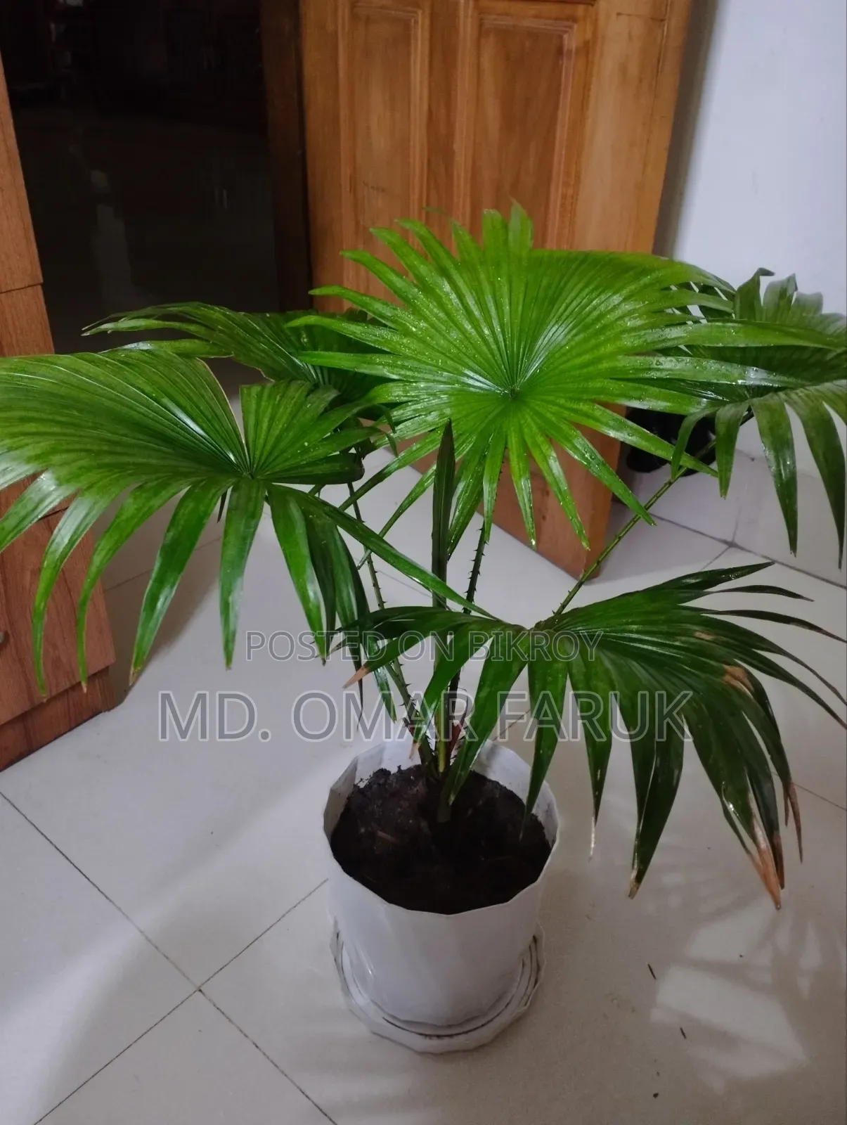 Indoor Plants