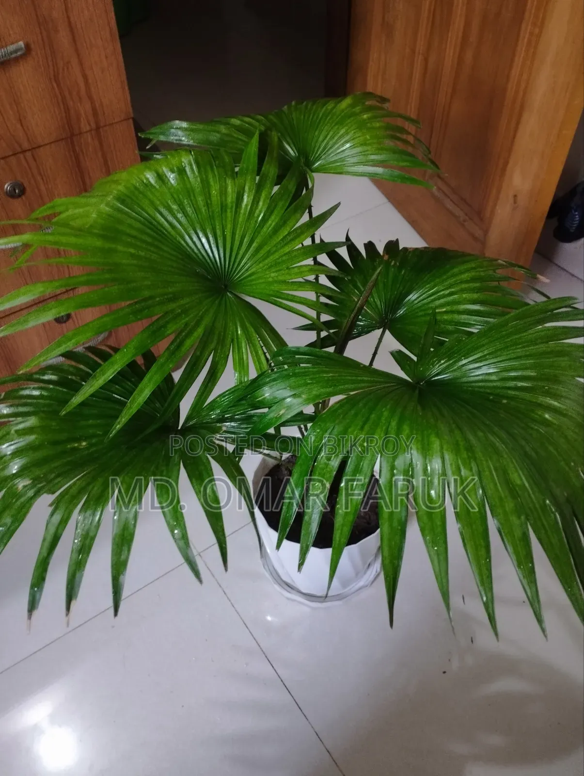 Indoor Plants