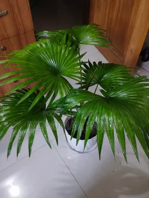 Indoor Plants