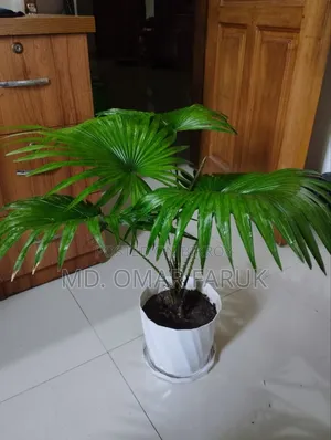 Indoor Plants