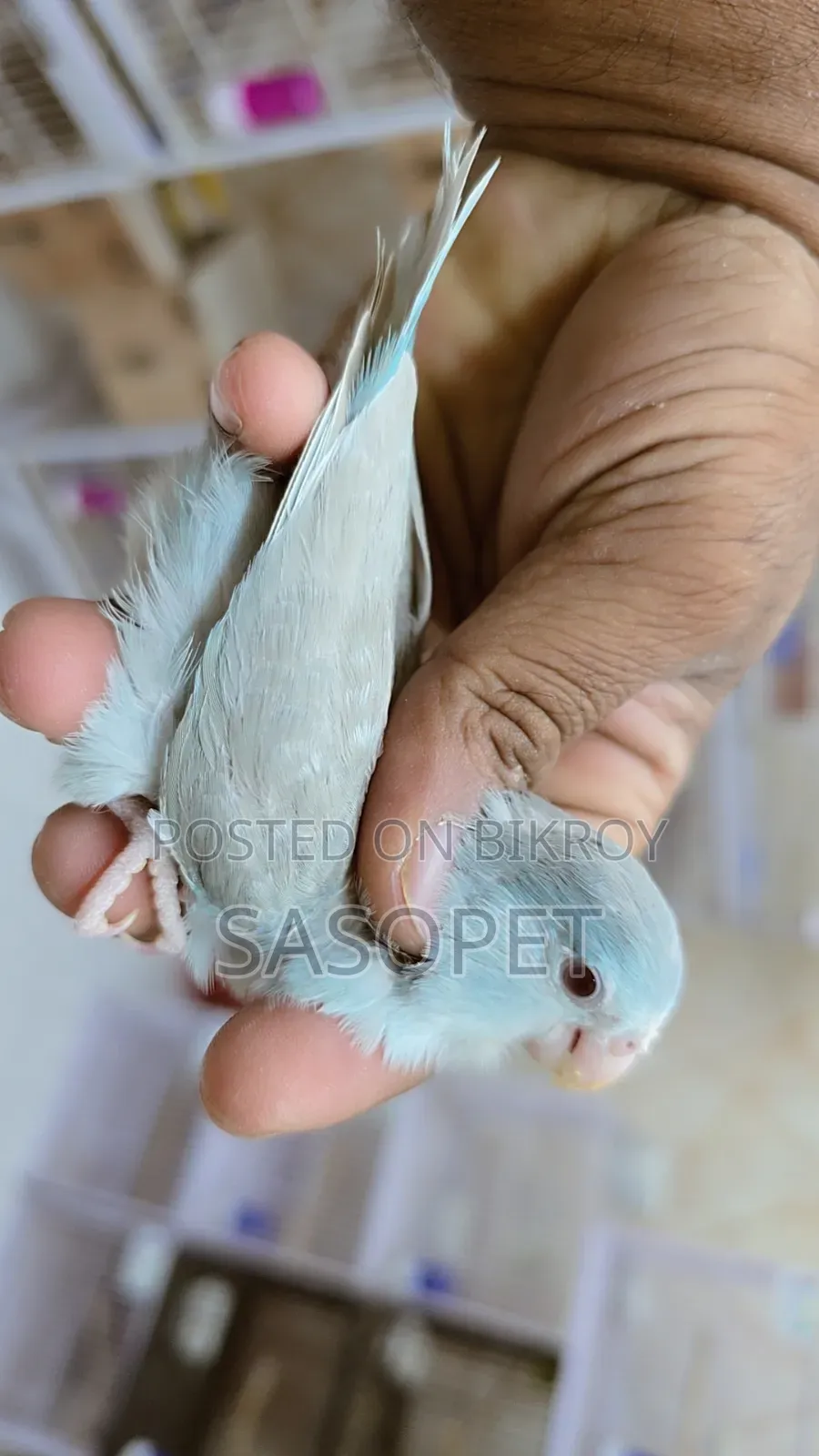 Blue Fallow Female