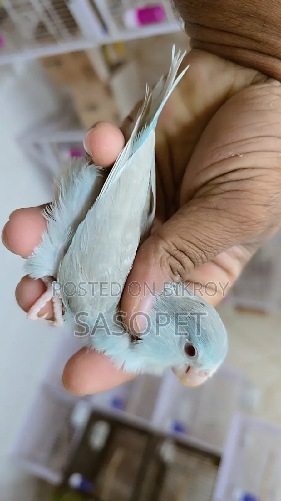 Blue Fallow Female