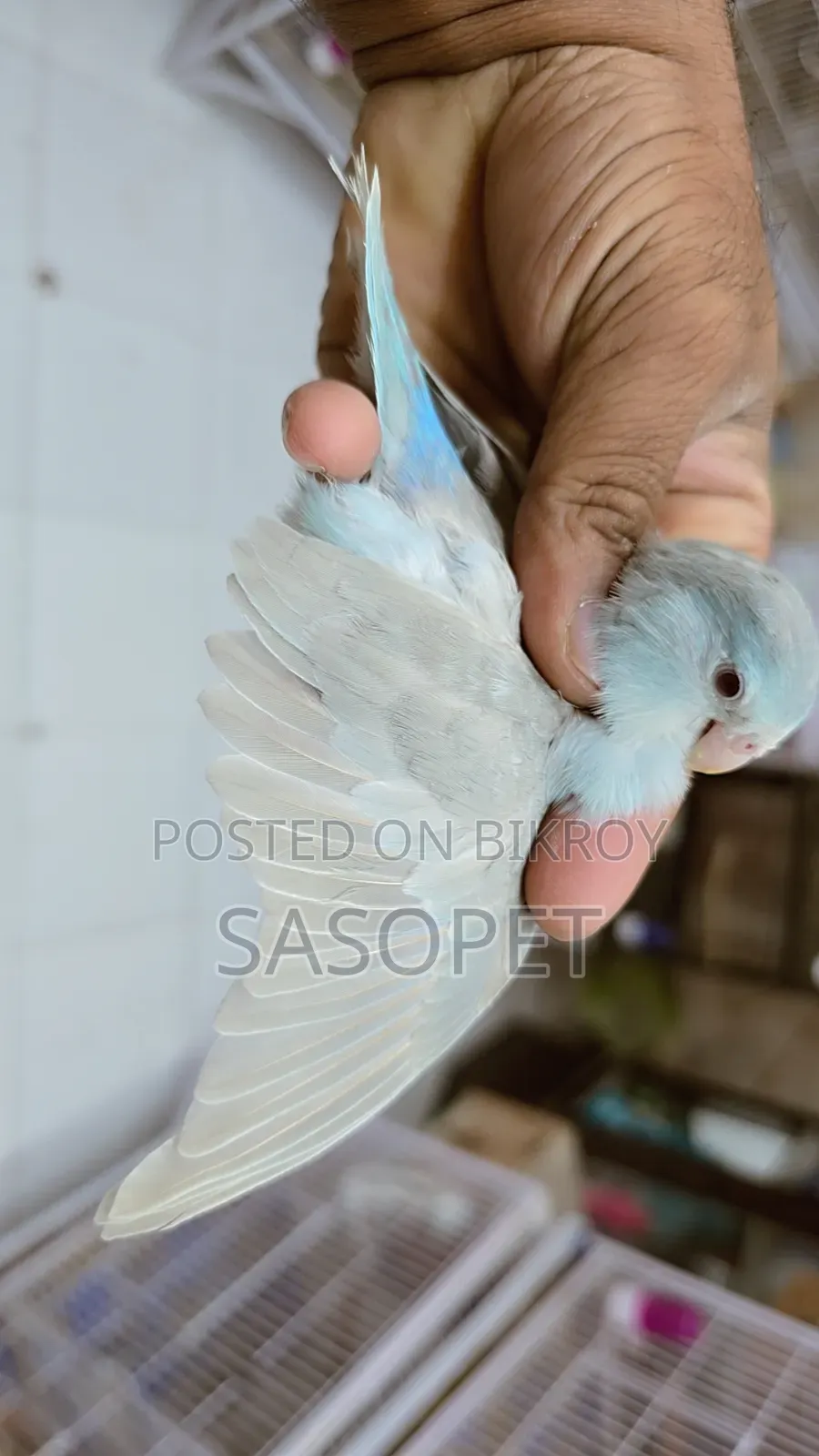 Blue Fallow Female