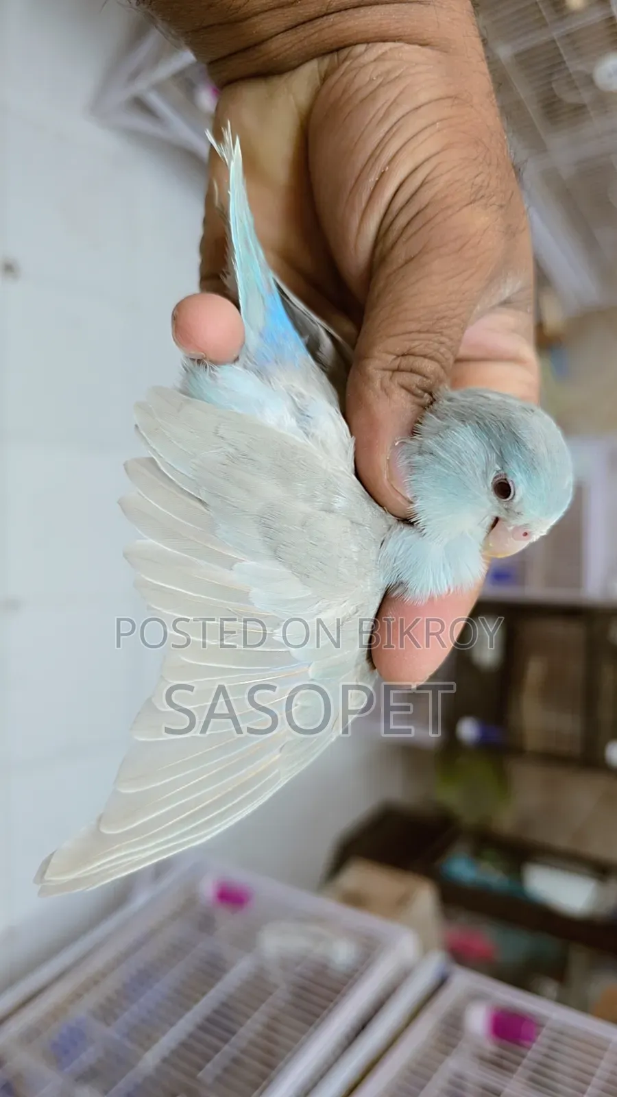 Blue Fallow Female
