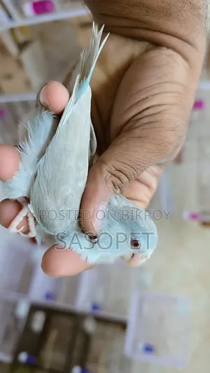 Blue Fallow Female