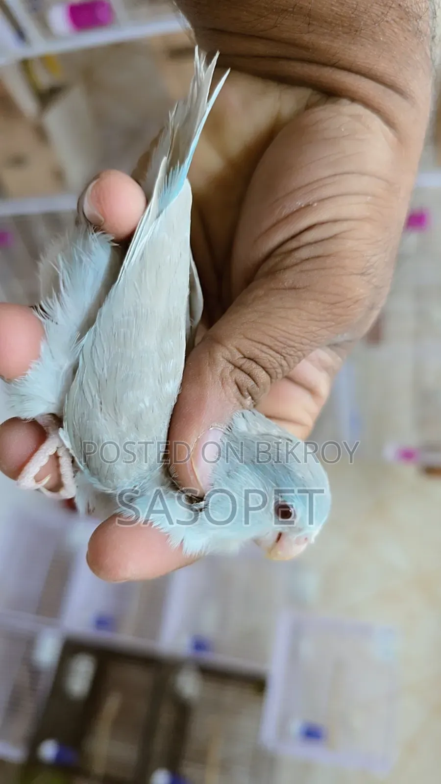 Blue Fallow Female