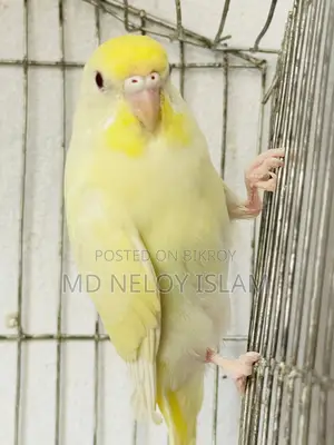 Red Eye Budgie (Crimino)