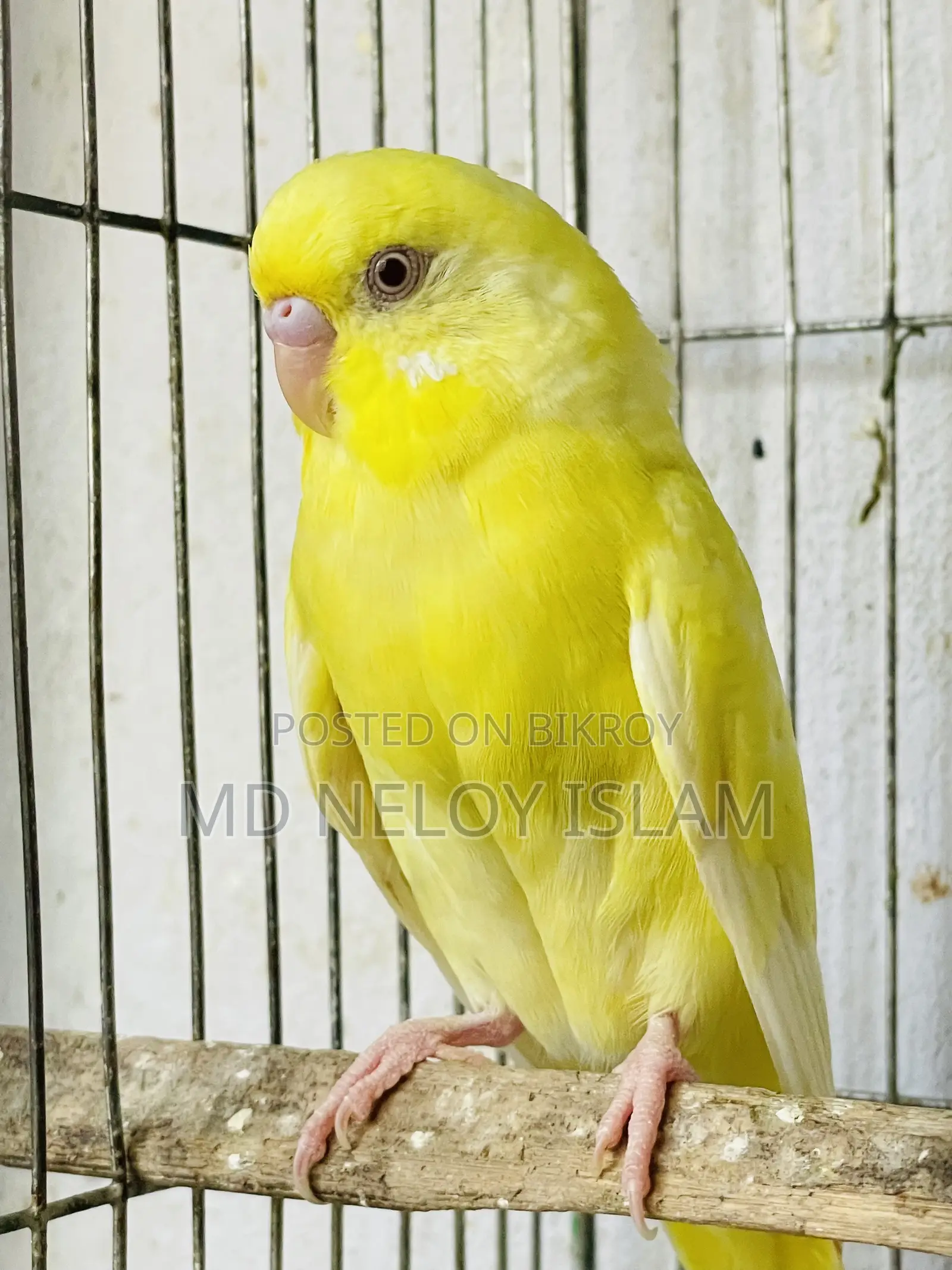 Red Eye Budgie (Crimino)