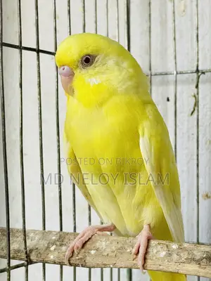 Red Eye Budgie (Crimino)