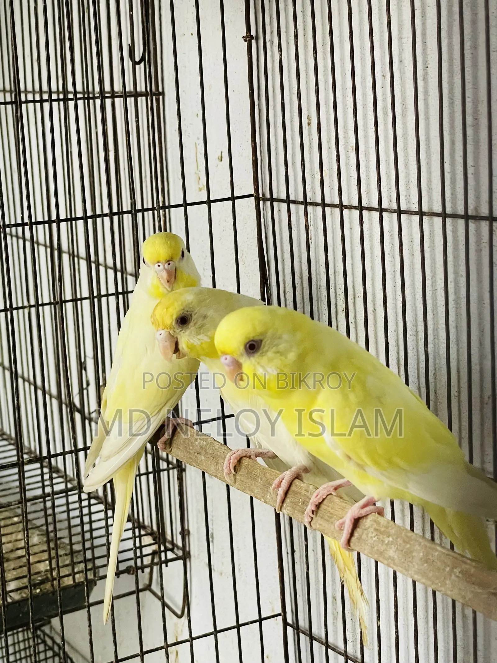 Red Eye Budgie (Crimino)