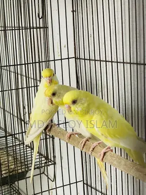 Red Eye Budgie (Crimino)