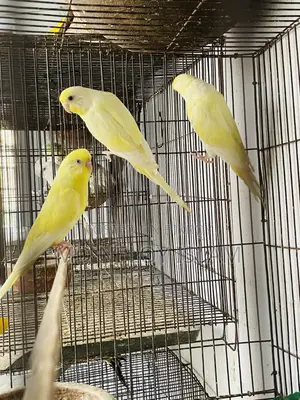Red Eye Budgie (Crimino)